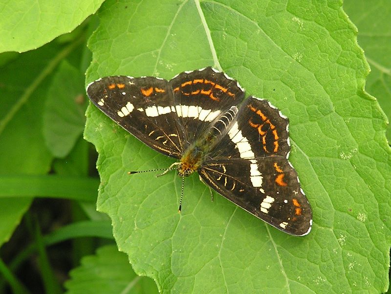 サカハチチョウ
