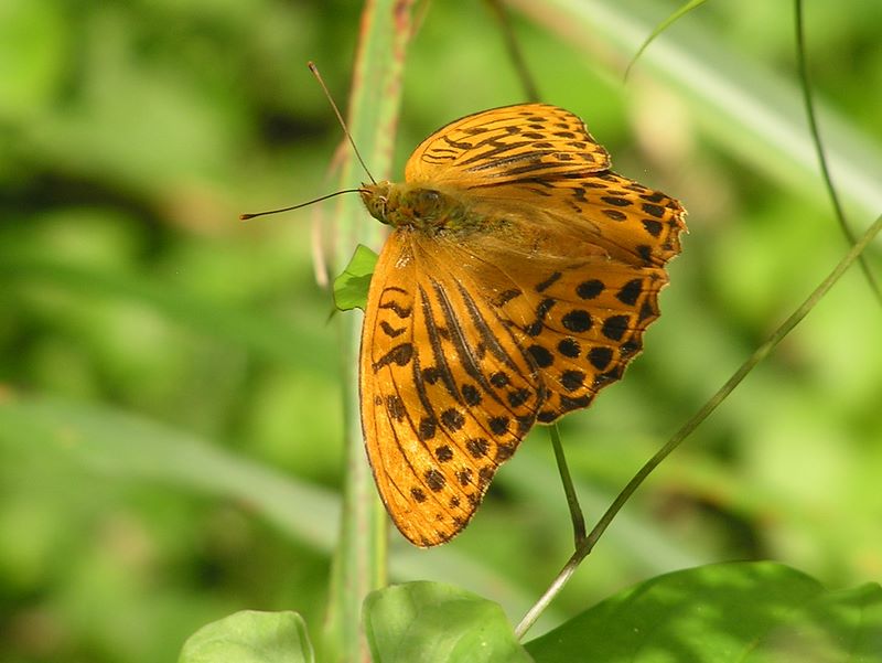 ミドリヒョウモンかな?