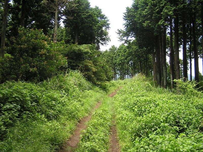 蝶のたくさん飛ぶ道