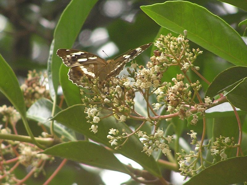メスグロヒョウモンかな？