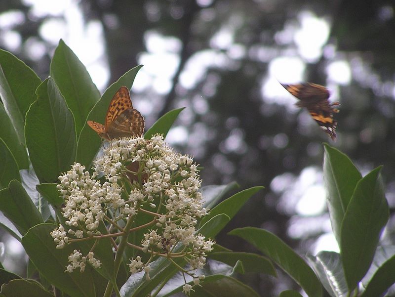 右から来た蝶が左の蝶を追い払う