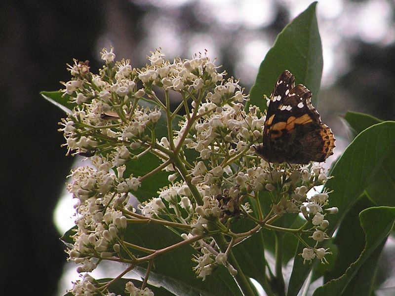 先客を追い払って吸蜜