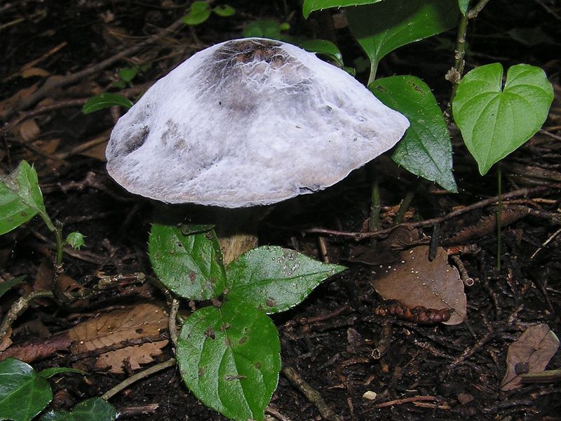 砂糖をかけたようなキノコ