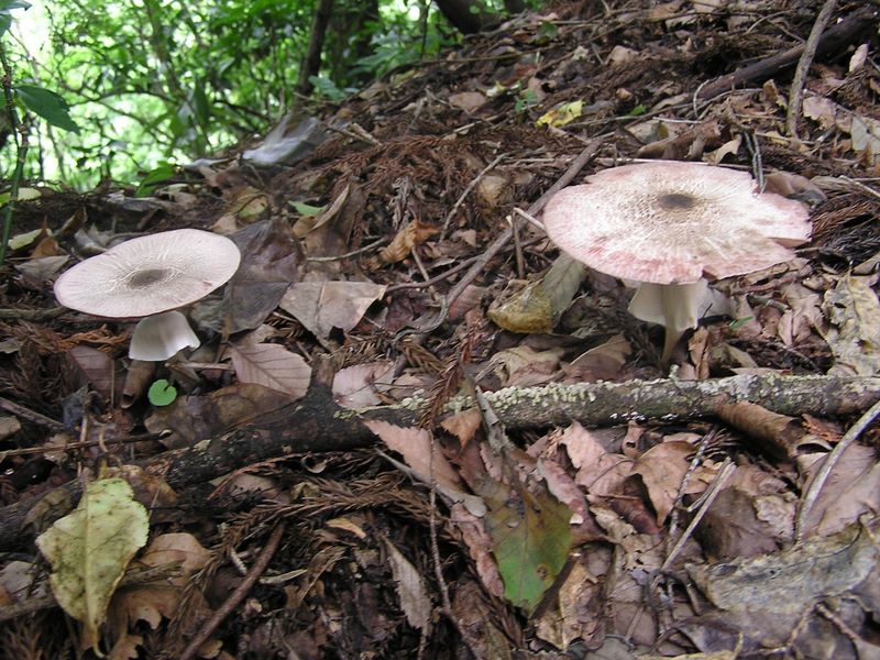 スカートをはいたキノコ