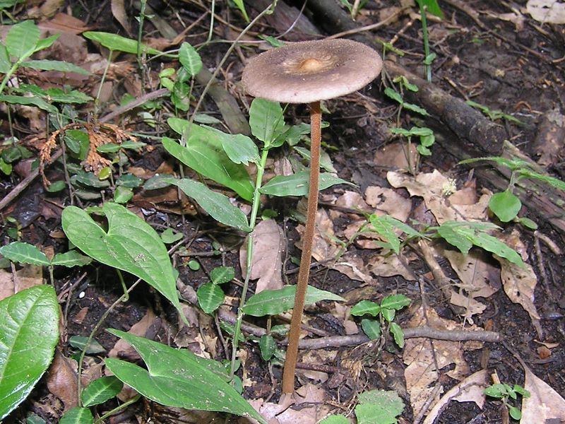 ひょろひょろのキノコ