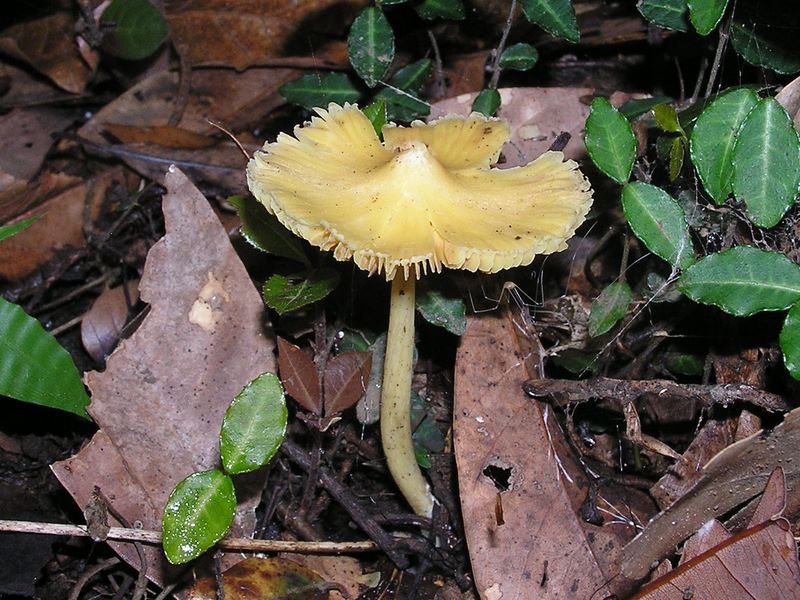 油で揚げたようなキノコ