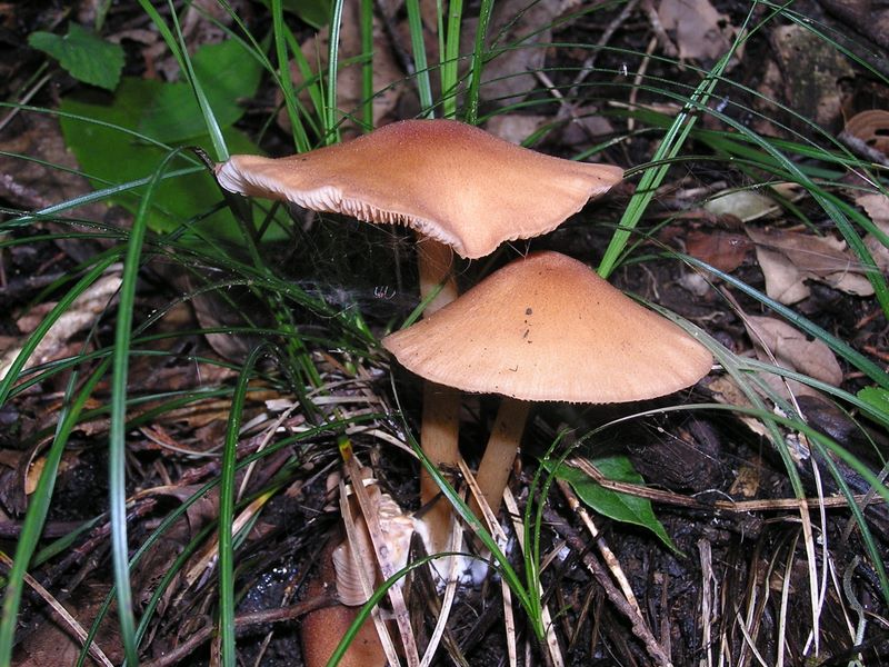 みずみずしいキノコ