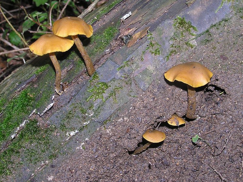 出たくてたまらなさそうなキノコ