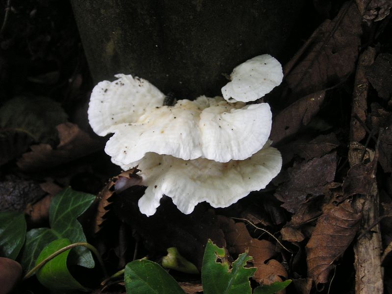 ポテトチップスのようなキノコ