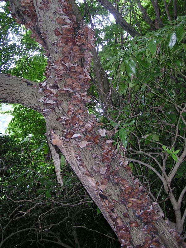 枯れ木に生えたキノコ