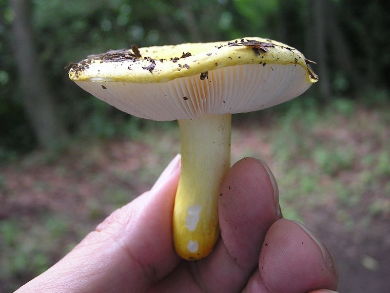 お菓子のようなキノコ