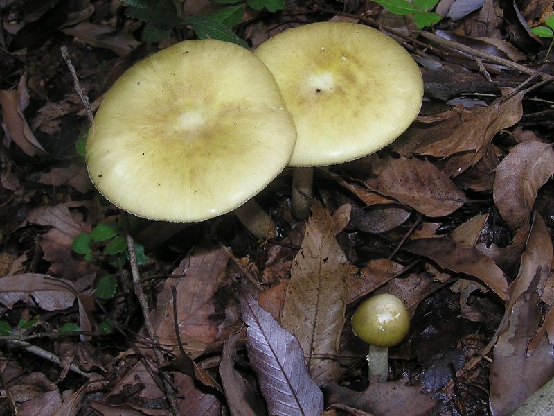 ぬるぬるした感じのキノコ