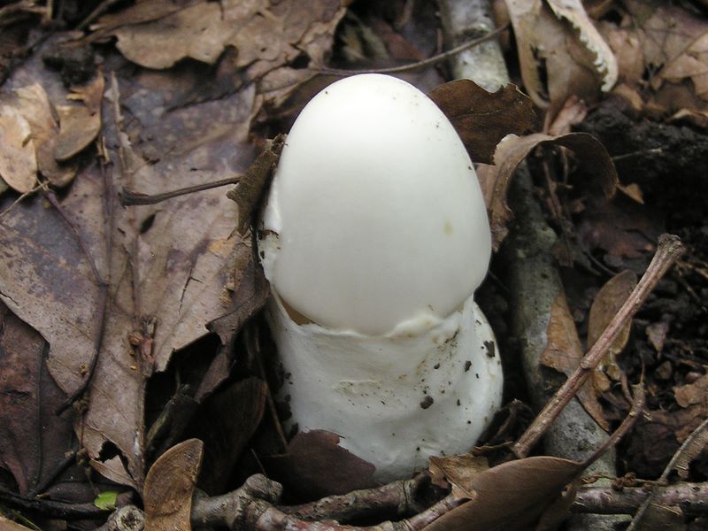 玉子のようなキノコ