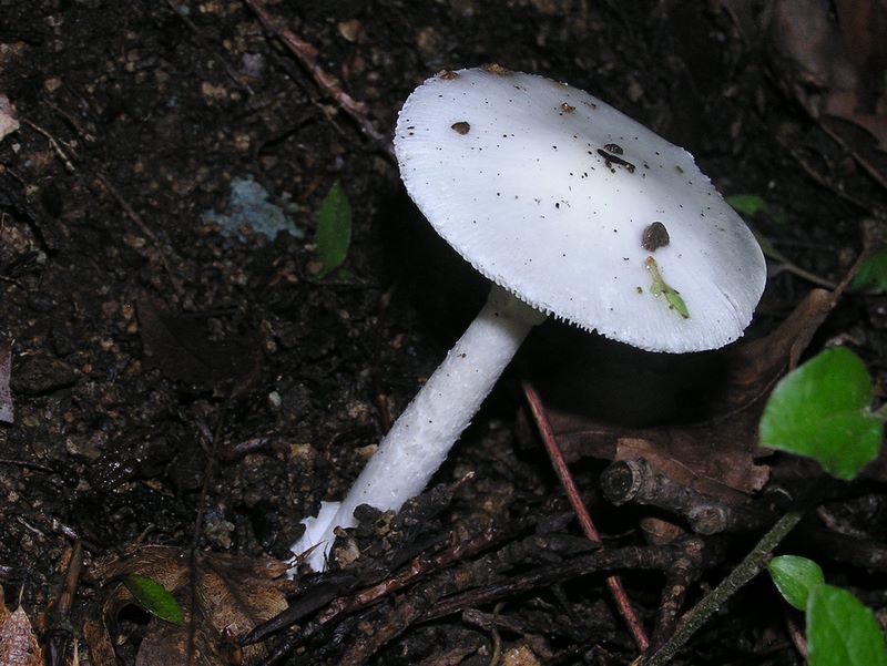 漂白したようなキノコ