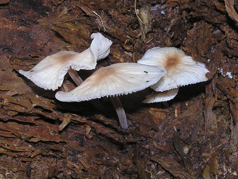 和菓子のようなキノコ