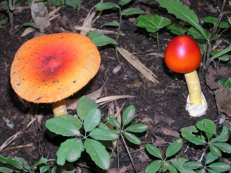 おとぎの国のキノコ