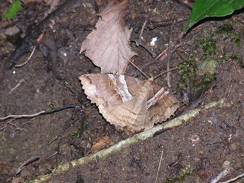 アヤシラフクチバ