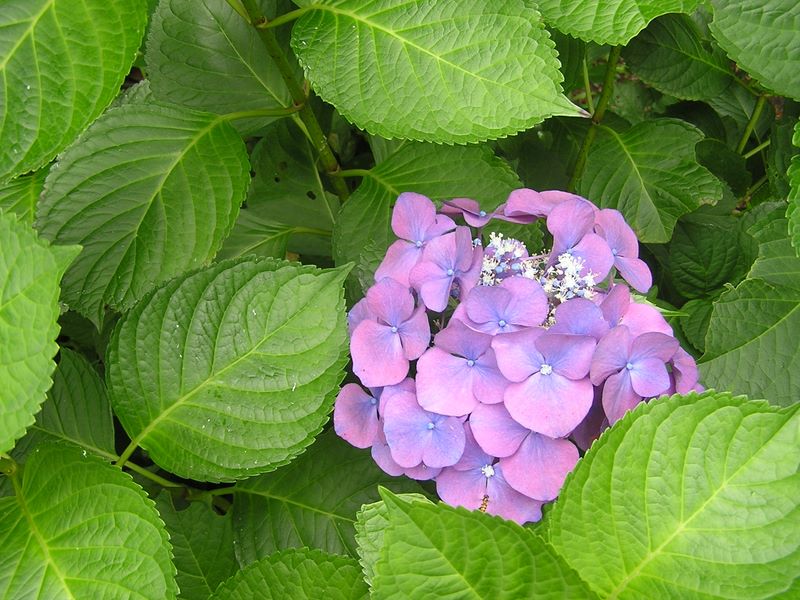 ひっそり咲いていました