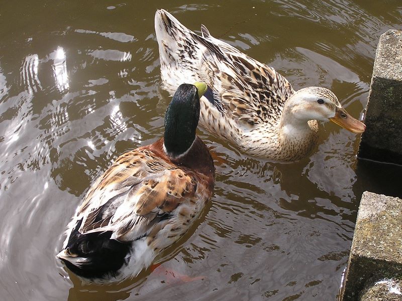比々多神社の仲良しアヒル