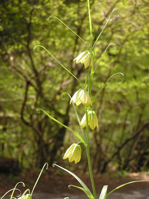 日影林道から城山 -- 日影林道入口の三角コーナーに植えられていたバイモ