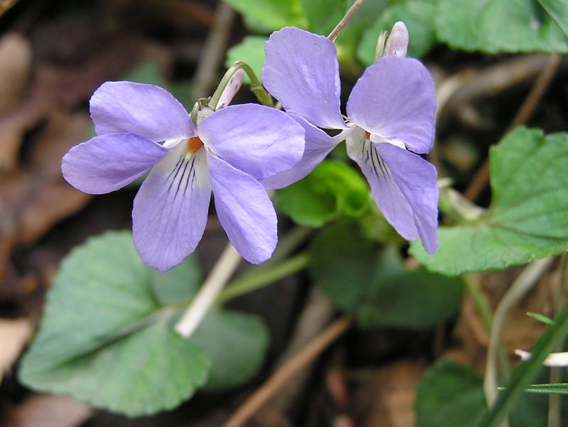 日影林道から城山 -- タチツボスミレ