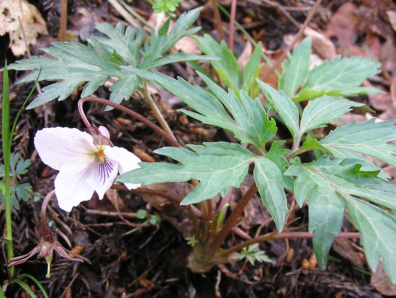 日影林道から城山 -- エイザンスミレ