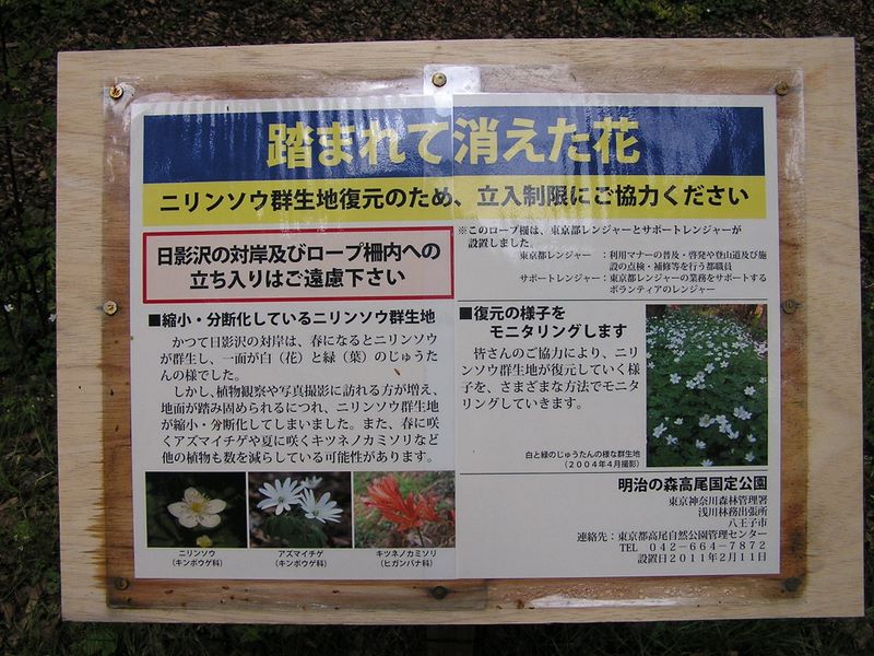 日影林道から城山 -- 踏まれて消えた花