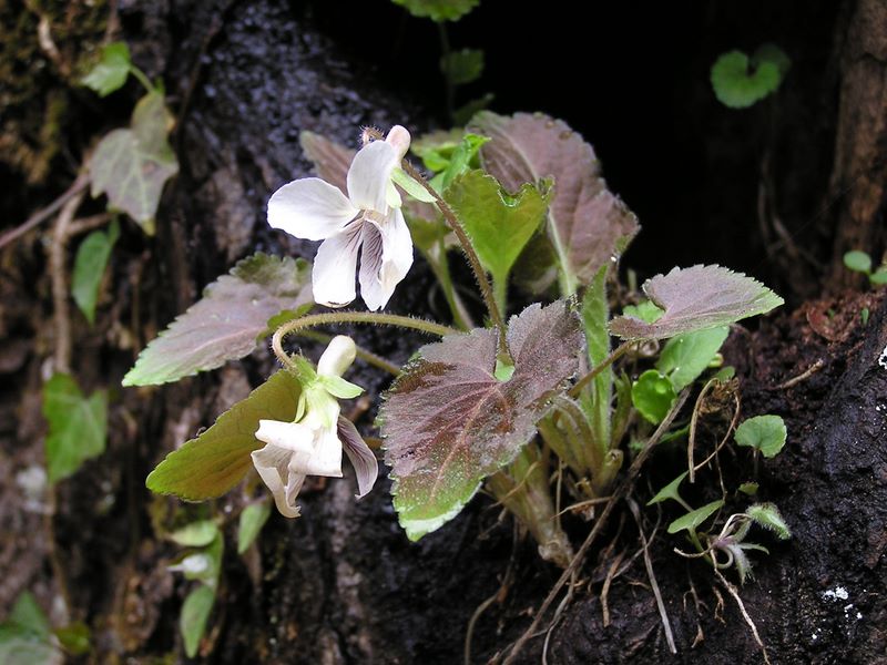 日影林道から城山 -- タカオスミレ