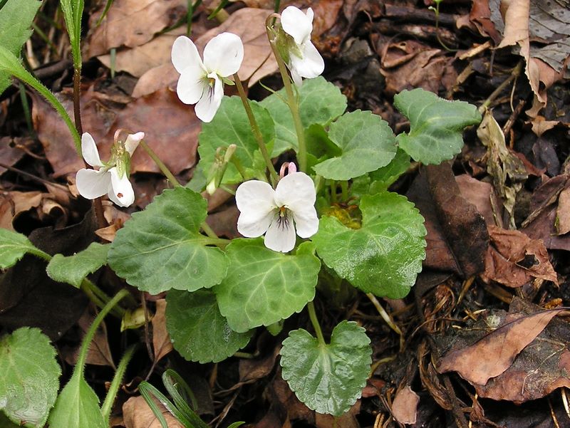 日影林道から城山 -- マルバスミレ