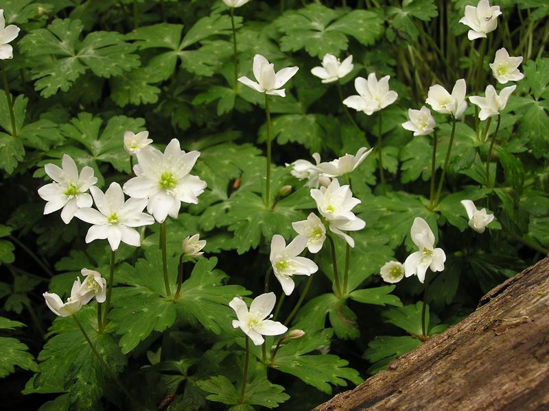 日影林道から城山 -- ニリンソウの花弁の数はさまざま