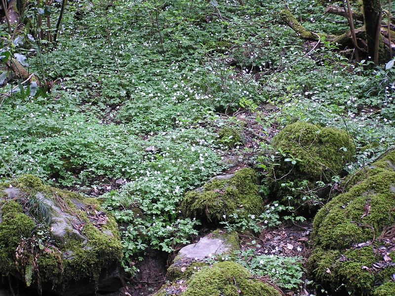 日影林道から城山 -- ニリンソウの群落