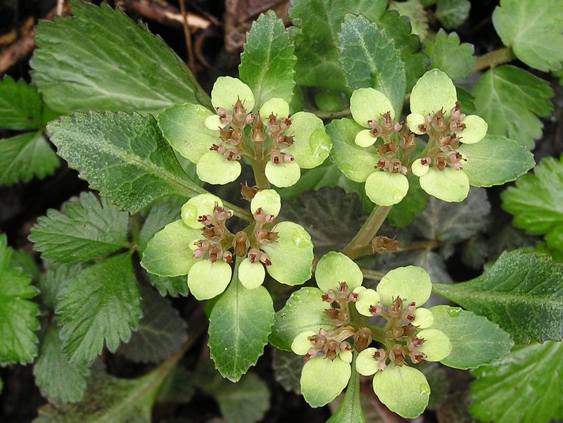 日影林道から城山 -- ヨゴレネコノメ