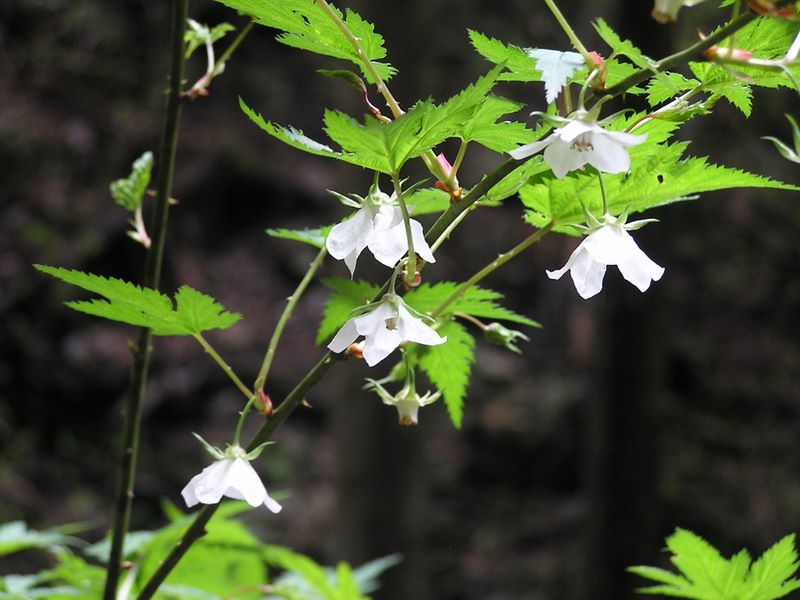 日影林道から城山 -- モミジイチゴ