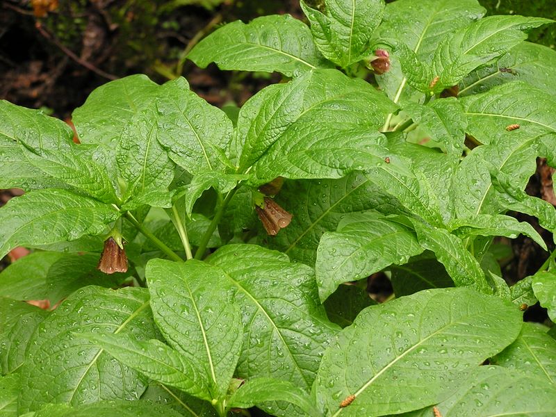 日影林道から城山 -- ハシリドコロ
