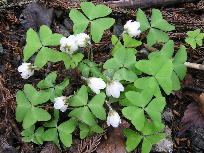 日影林道から城山 -- カントウミヤマカタバミ