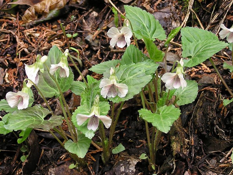日影林道から城山 -- ヒカゲスミレ