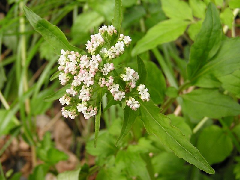 日影林道から城山 -- ツルカノコソウ