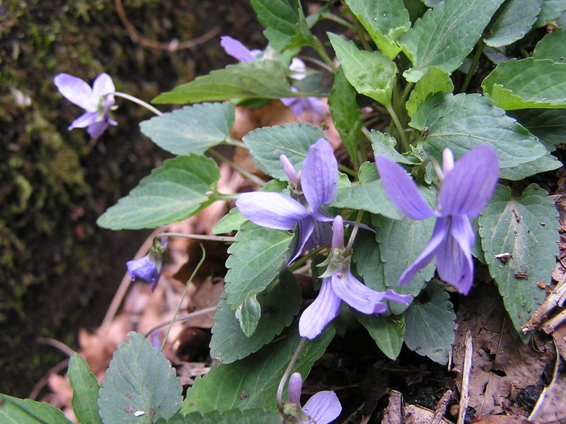 日影林道から城山 -- コスミレ