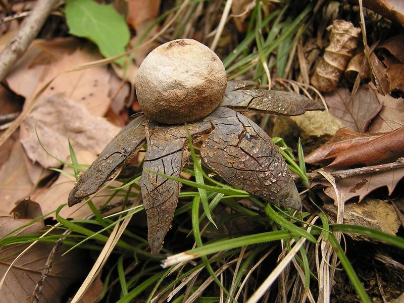 日影林道から城山 -- ツチグリ