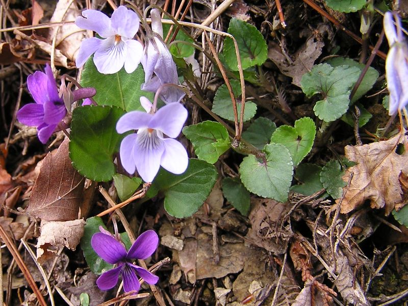 日影林道から城山 -- タチツボスミレ（うす紫）とオカスミレ