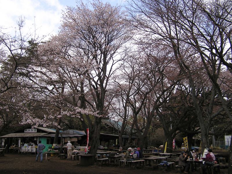 日影林道から城山 -- この雑然とした雰囲気は景信山にもある