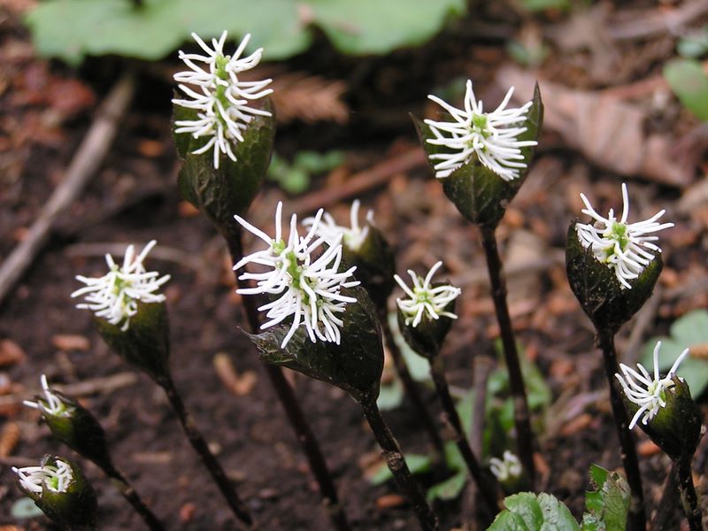 日影林道から城山 -- ヒトリシズカ