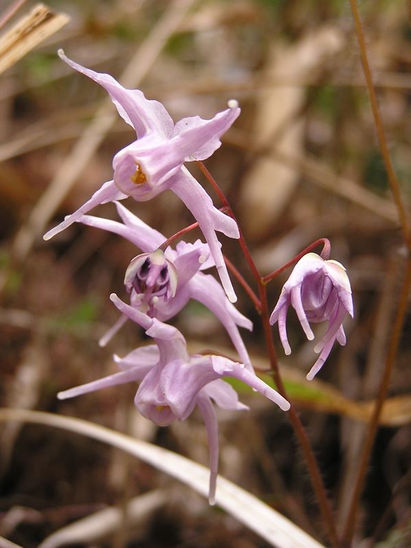 日影林道から城山 -- イカリソウ