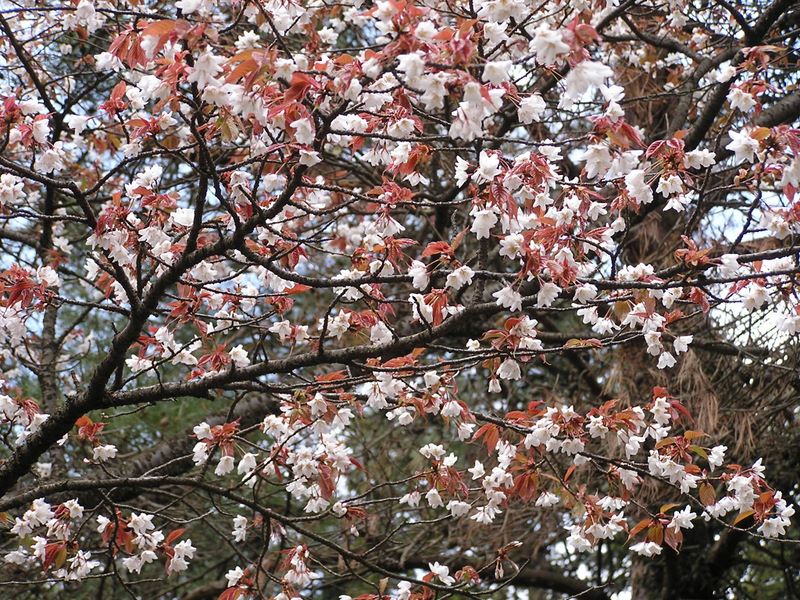 日影林道から城山 -- ヤマザクラは満開