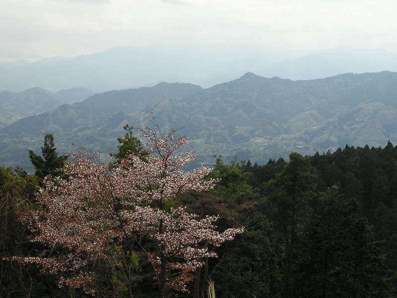 日影林道から城山 -- 一丁平から望んだ丹沢は霞んでいた