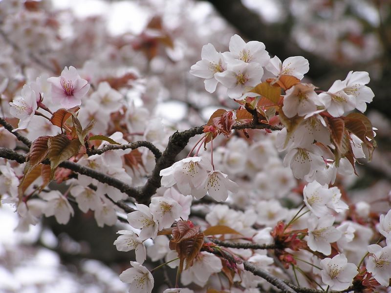 日影林道から城山 -- 立ち止まって、じっくり花を眺める