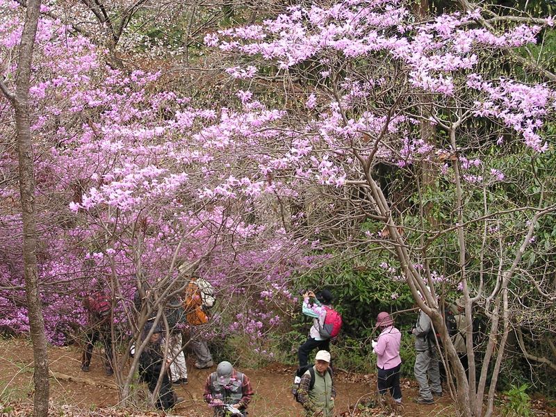 日影林道から城山 -- ミツバツツジの群落には人がいっぱい