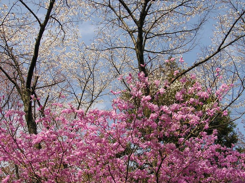 日影林道から城山 -- ミツバツツジとヤマザクラ