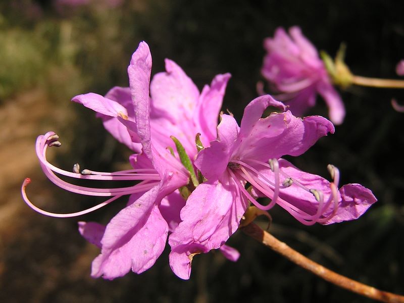 日影林道から城山 -- ミツバツツジ
