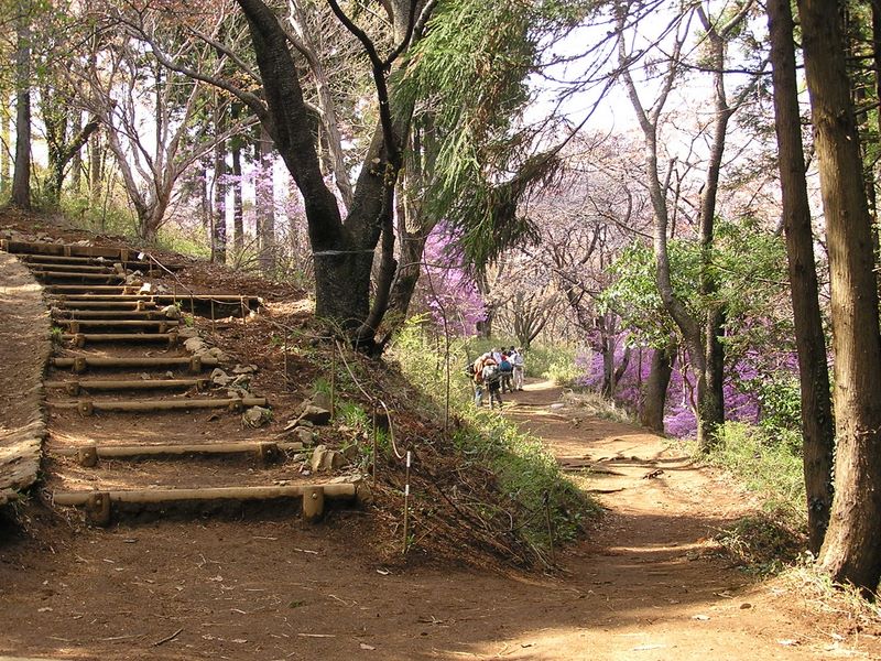 日影林道から城山 -- 奥高尾分岐点のすぐ近くにあるミツバツツジの群生地